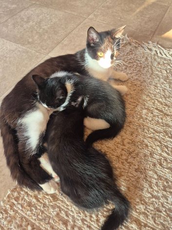 2 x male kittens