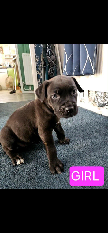 Cane corso cross Alsatian puppy's