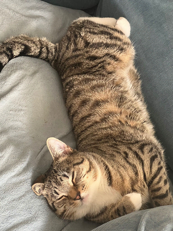 Lovely and friendly one year old cat