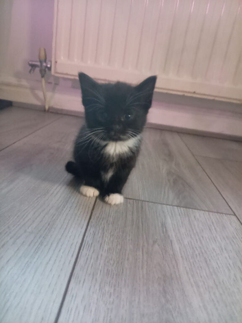 Beautiful kittens