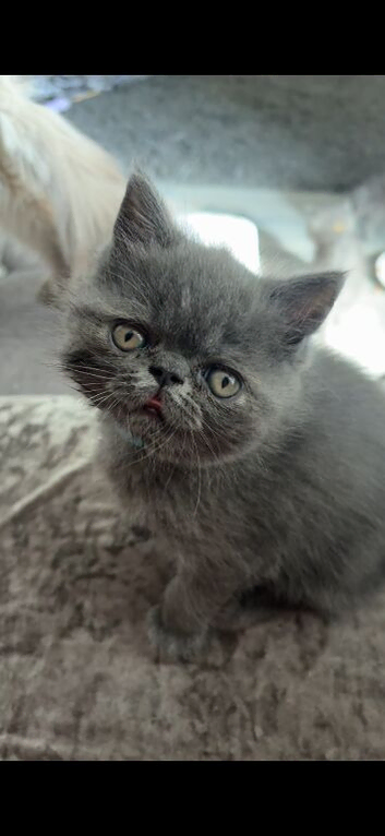 Gorgeous Persian kittens looking for homes