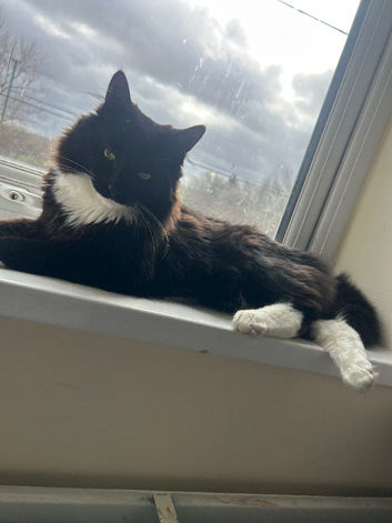 6 month old domestic medium