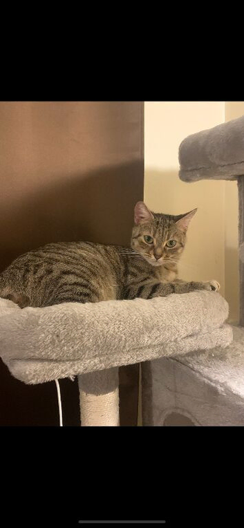 Luna looking for new home
