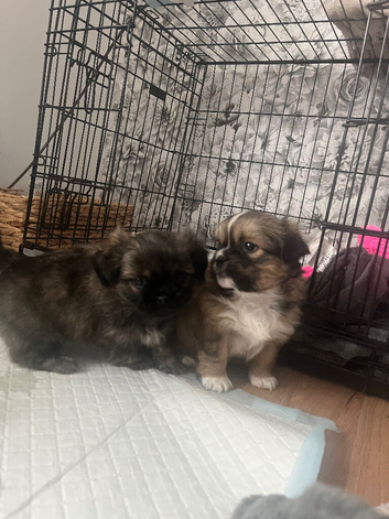 Shih Tzu's cross Pekingese