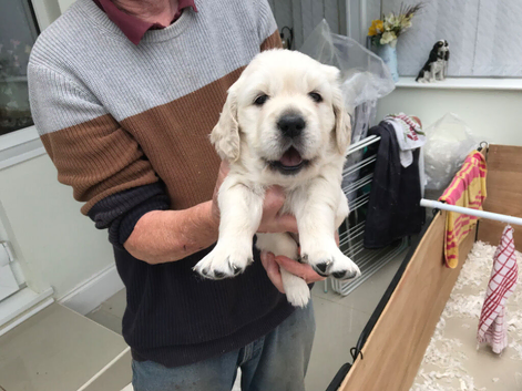 Beautiful golden retriever puppies