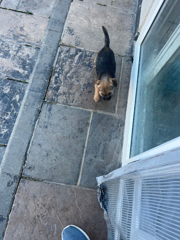 Border terrier