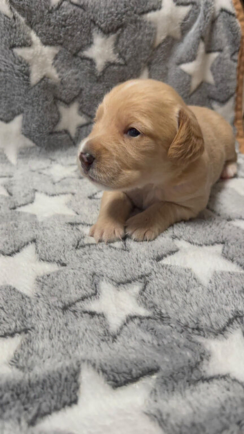 Beautiful Poogle Pups