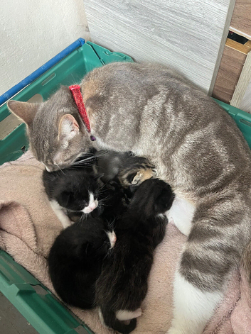 2 male kittens