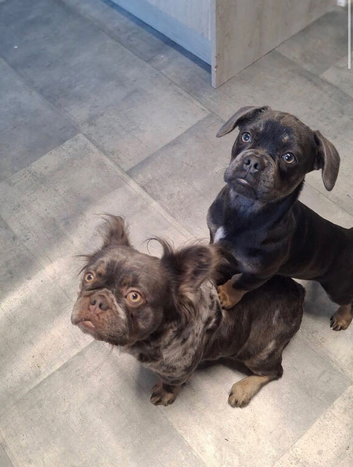 Dachshund x frenchie
