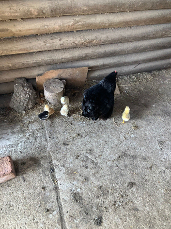 Bantams for sale all ages and colours