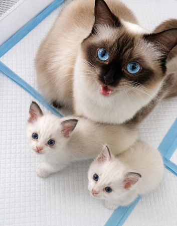 Ready This Saturday ️ Beautiful Ragdoll