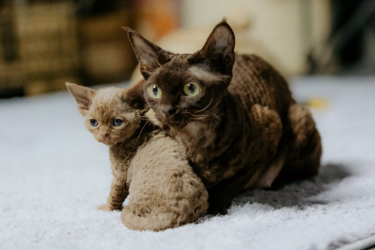 GCCF Devon Rex Kittens
