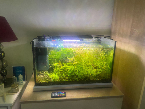 Planted fish tank