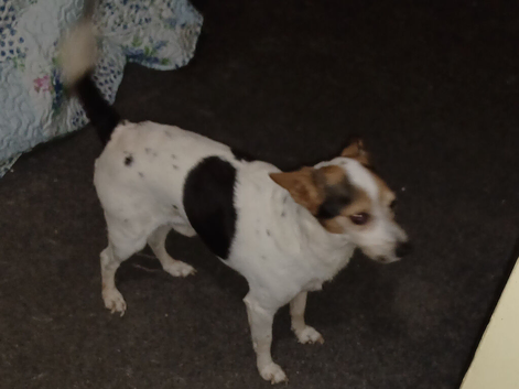 Chihuahua x Jack Russell