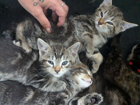 3 kittens