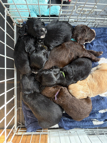 4 sprocker spaniel pups for sale