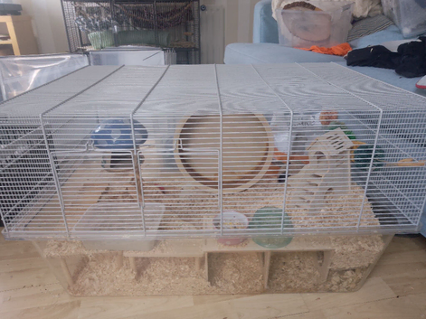 7 Month old hamster w/ fully Setup/toys etc.