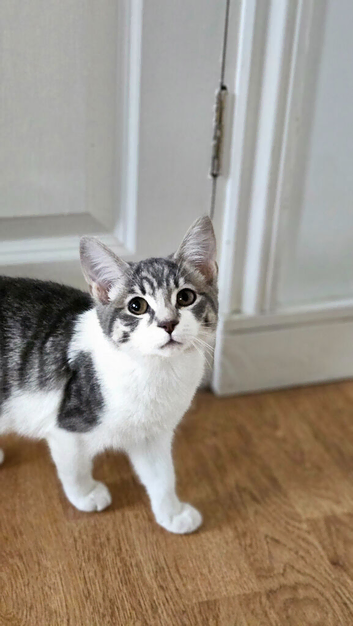4 beautiful tabby kittens for sell/rehomeing
