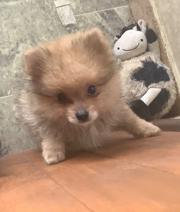 HANDSOME SABLE KLEIN SPITZ DOG PUPPY. K.C.