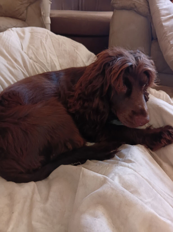 16month old Female Cocker spaniel