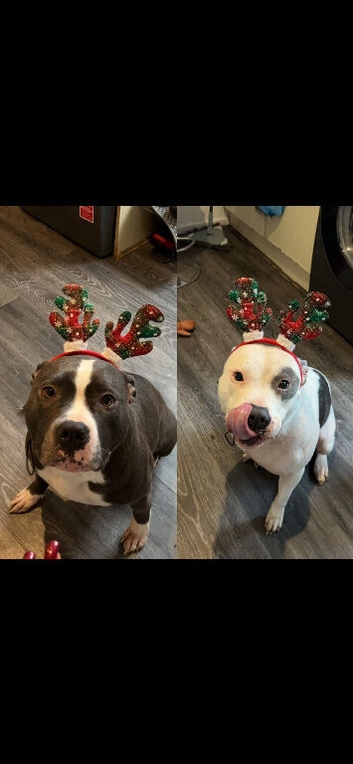 Rehoming my two beautiful girls