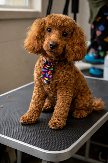 KC registered miniature poodle for STUD
