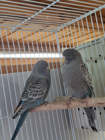Blackface hen baby budgies