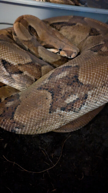 Male Boa constrictor 5 years old eating and shedding well