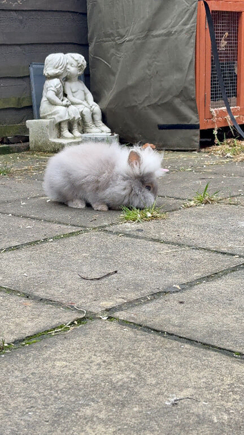 Lionhead Male