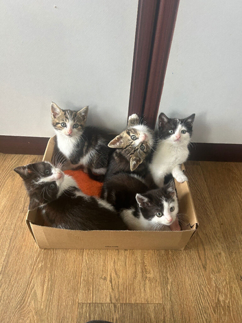 !TWO LEFT! 5 kittens available now