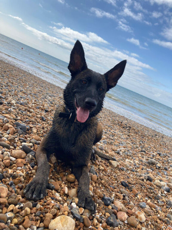 3-year-old Belgian Malinois.