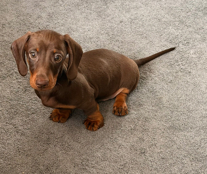 KC miniature dachshund