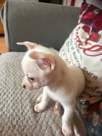 Beautiful little kc boy