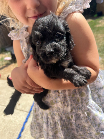 Cocker spaniel x Jack russel