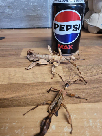Giant prickly stick insects adults