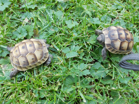 Spur-thighed  & Hermann's Thb