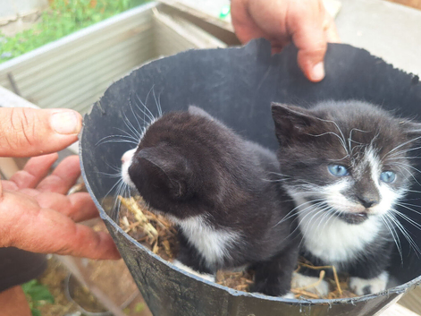 Kittens