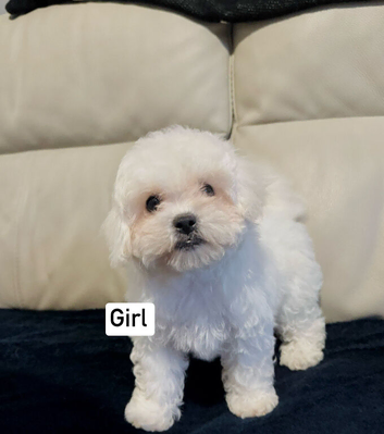 Beautiful Maltese puppies