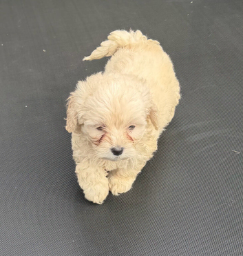 Maltipoo puppies
