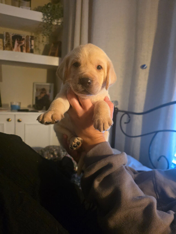Beautiful labradors for sale 3xBoys 1xGirls
