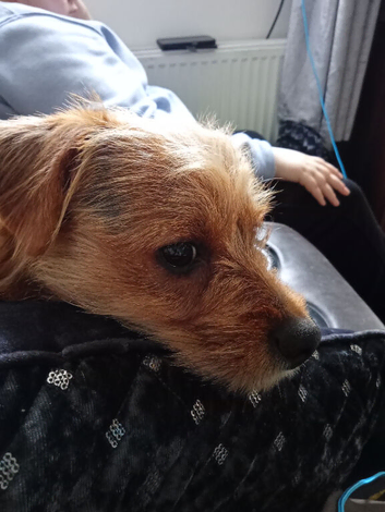 Terrier dashound russel