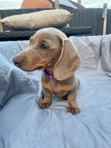 LAST Miniature Dachshund Puppy Ready for Their Forever Homes!