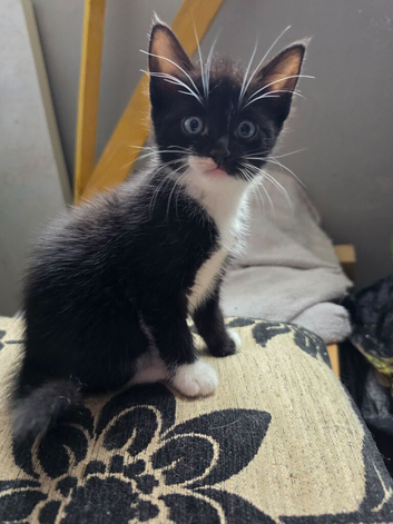 3 male kittens