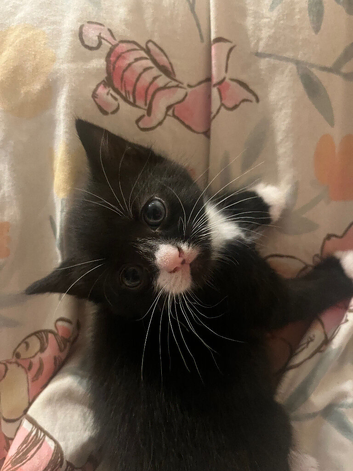 One Male Kitten