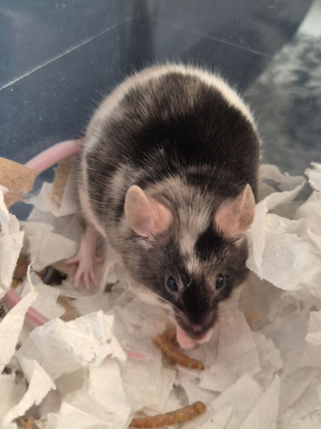 14 week old Male mouse