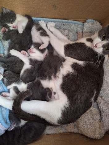 6 kitten for sale