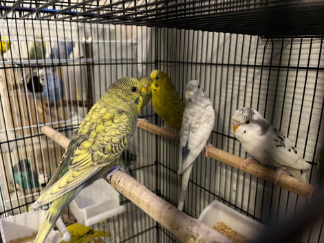 Budgies