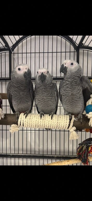 Beautiful 6-Month-Old African Grey Parrots Looking for Loving Homes