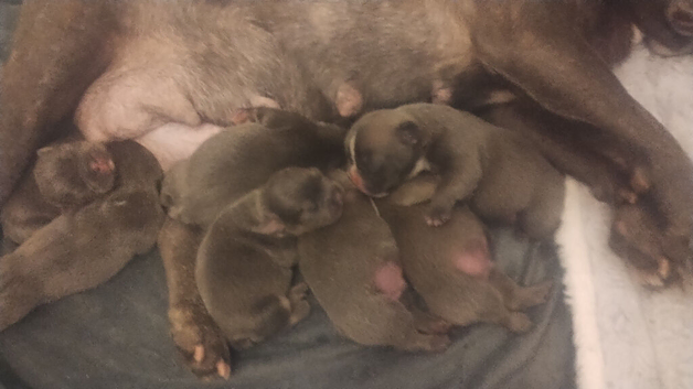 French bulldog puppies