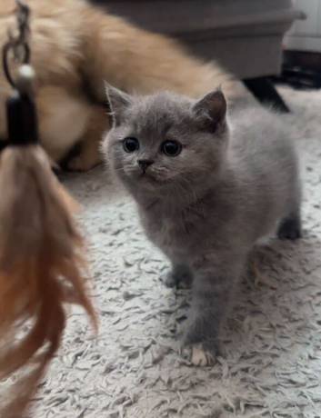 Purebred British Shorthair Kittens for sale.